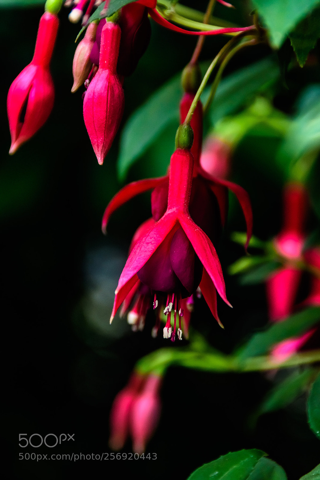 Nikon D500 sample photo. Fuschia @ longwood photography