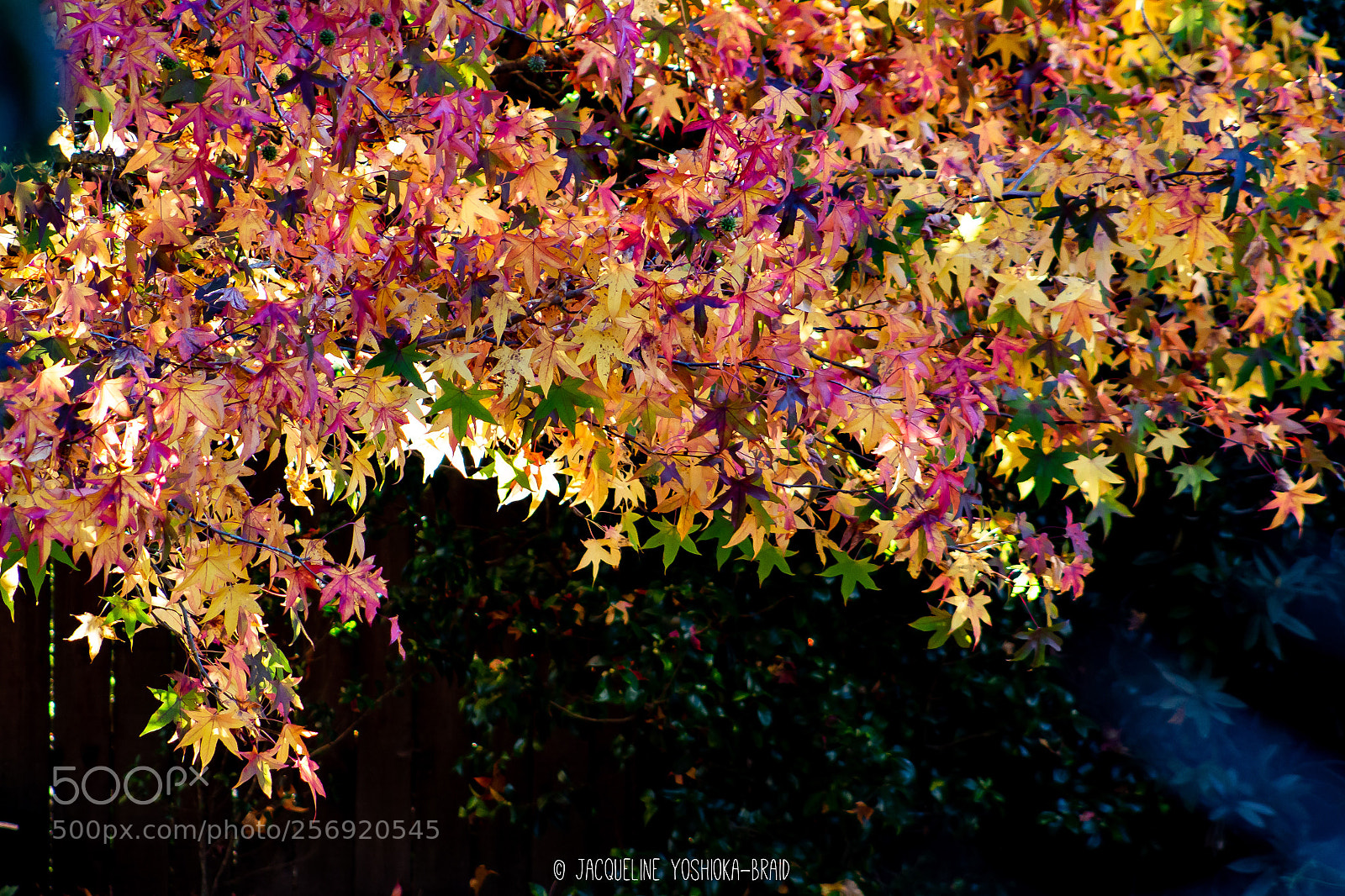 Canon EOS 700D (EOS Rebel T5i / EOS Kiss X7i) sample photo. Autumn photography