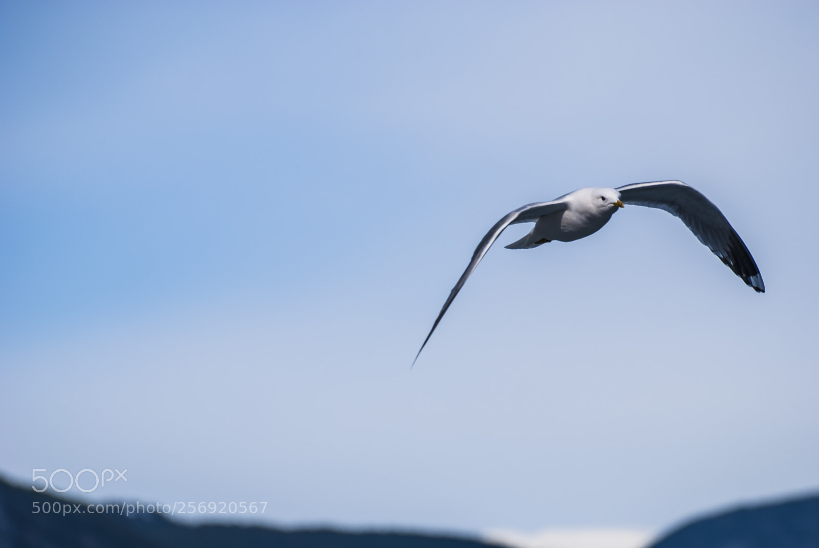 Nikon D60 sample photo. Seagull takes a flight photography