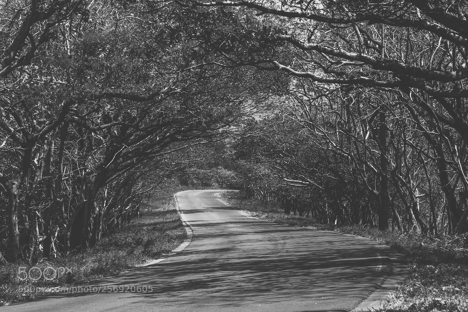 Canon EOS 7D sample photo. Tree covered road photography