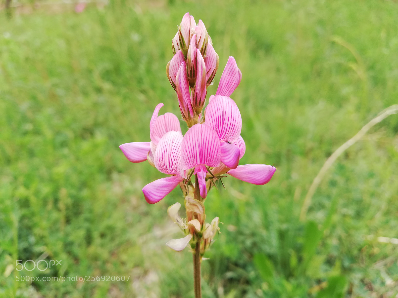 HUAWEI P20 lite sample photo. Pink flower photography