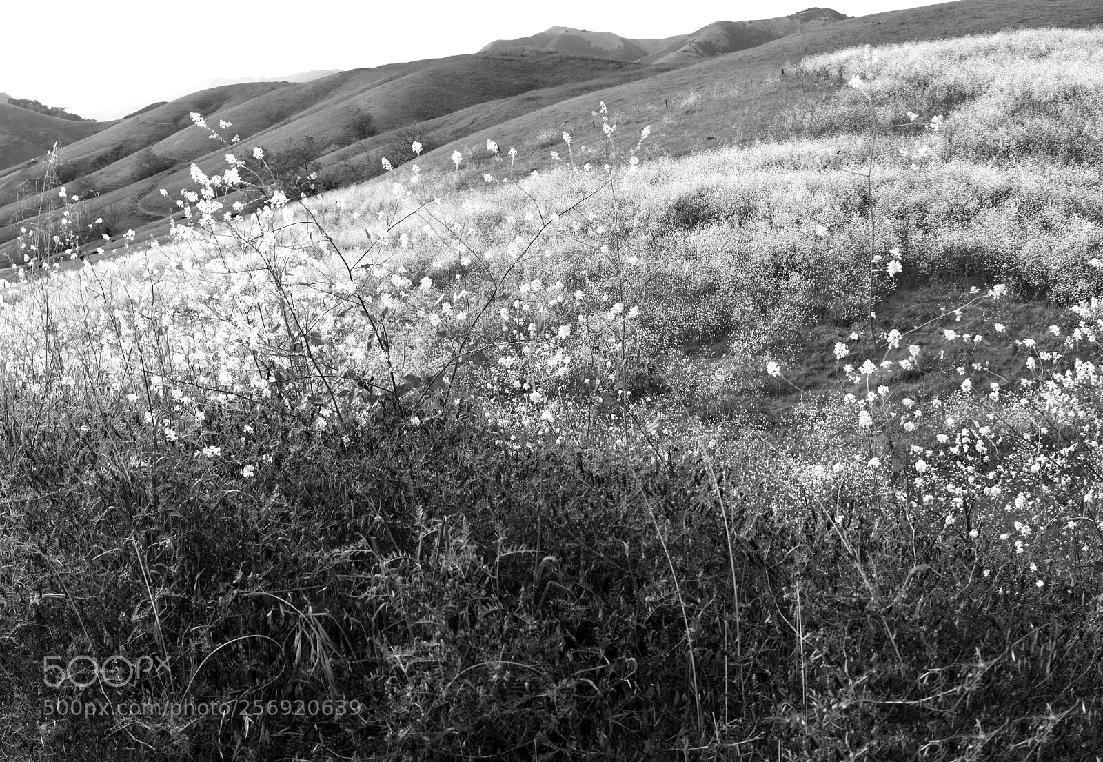 Sony a7R II sample photo. Hiilside in spring _ bw photography