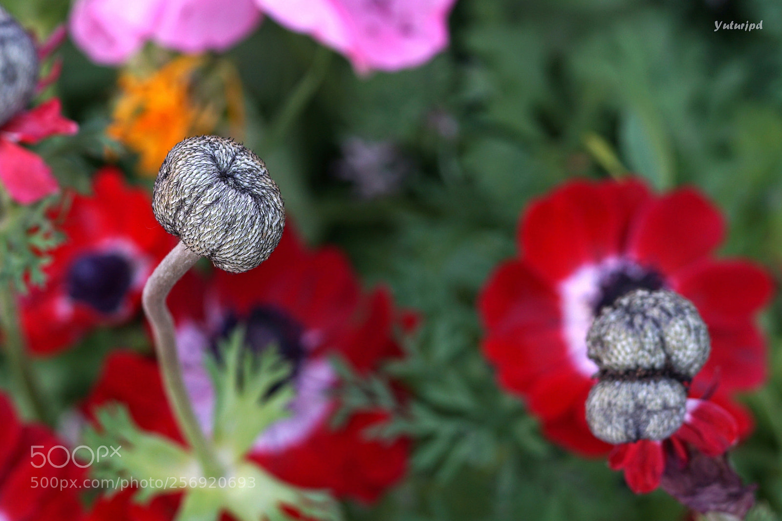 Sony a6000 sample photo. Silver among flowers photography