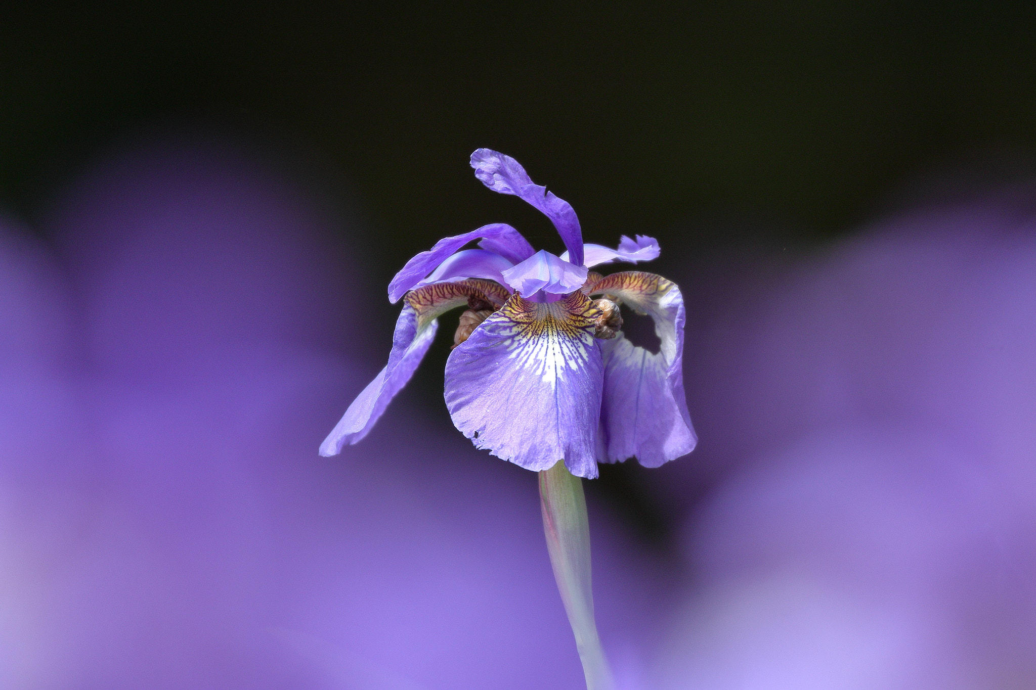 Canon EOS 7D Mark II sample photo. Iris 7i2a1186 photography