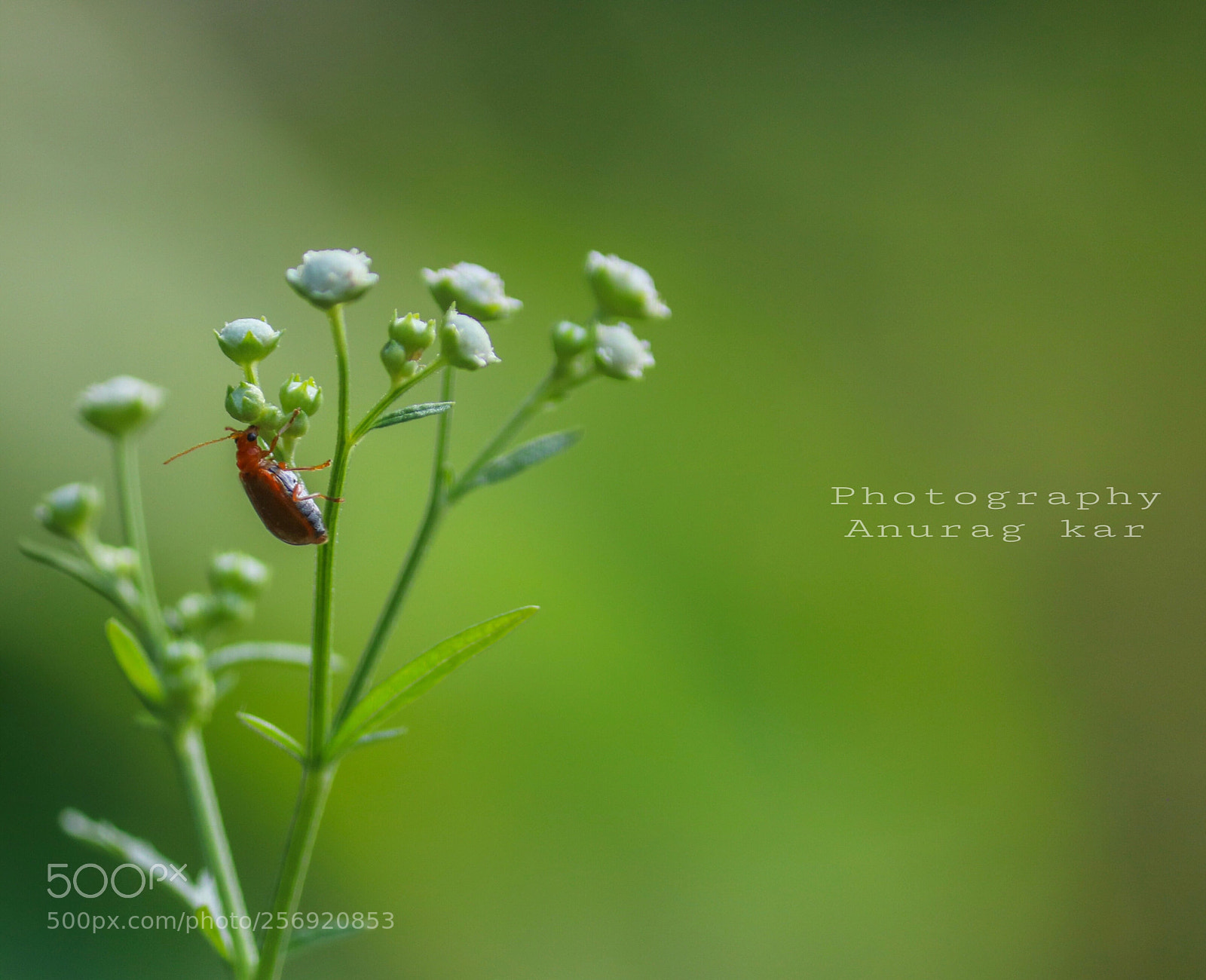 Canon EOS 750D (EOS Rebel T6i / EOS Kiss X8i) sample photo. Micro world photography
