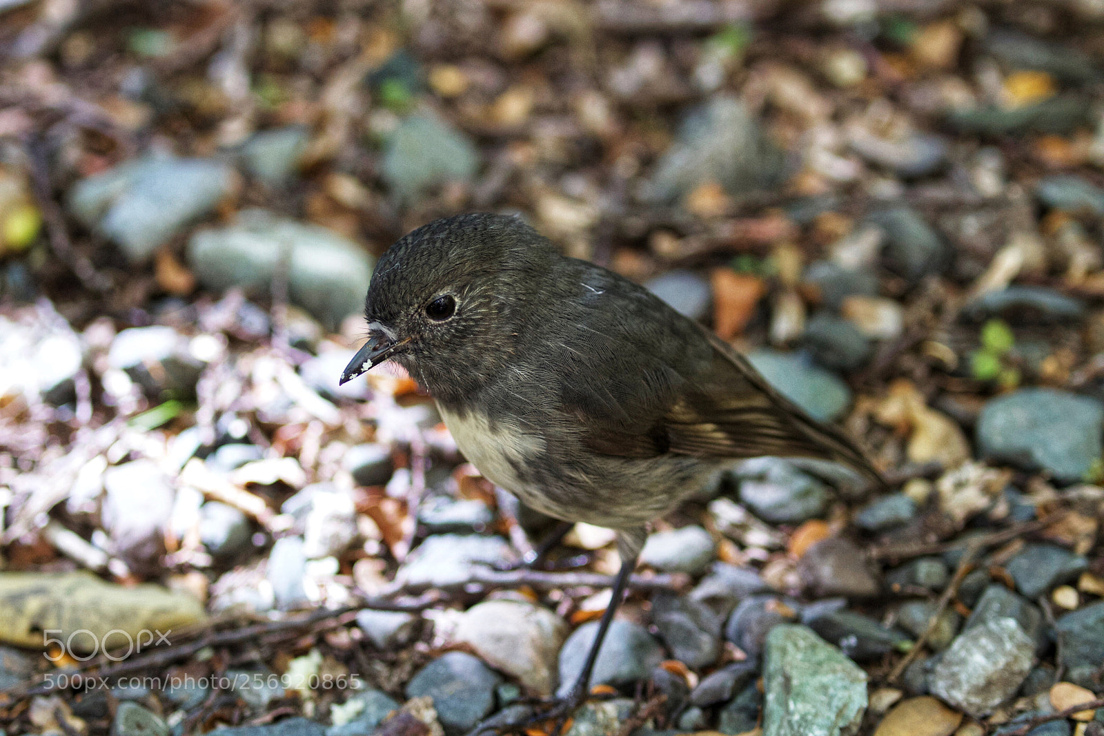 Canon EOS 7D sample photo. Birdie photography