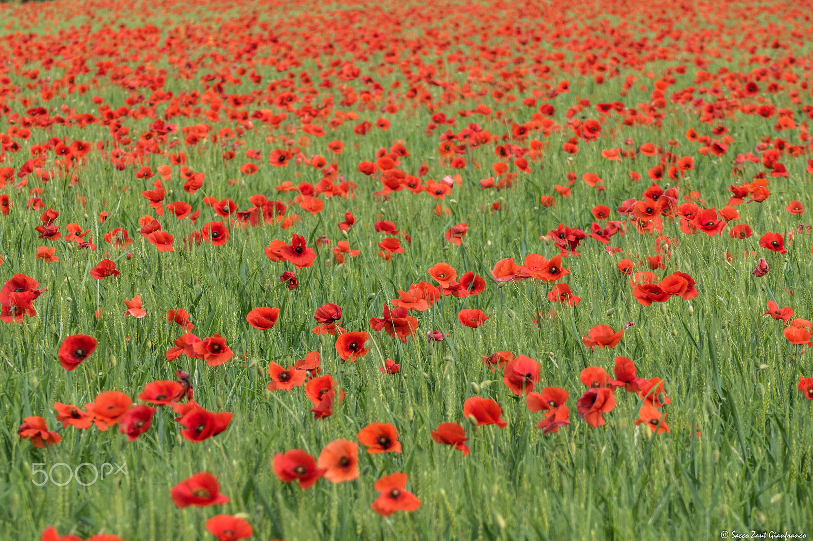 Leica V-Lux (Typ 114) sample photo. Red fields photography