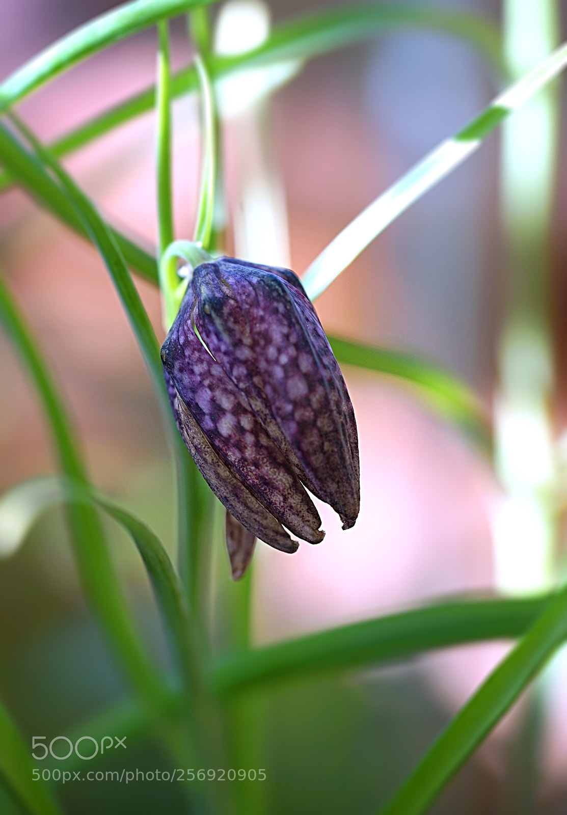Sony a7 II sample photo. Gone but still beautiful..... photography
