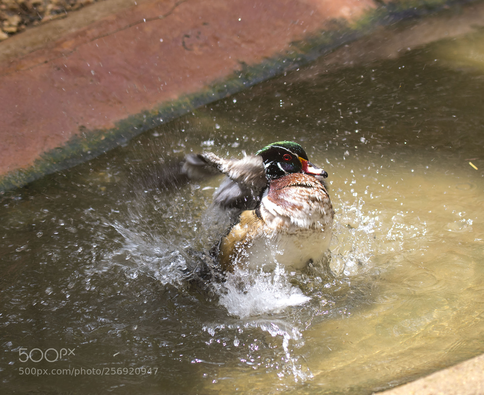 Nikon D7100 sample photo. Untitled photography