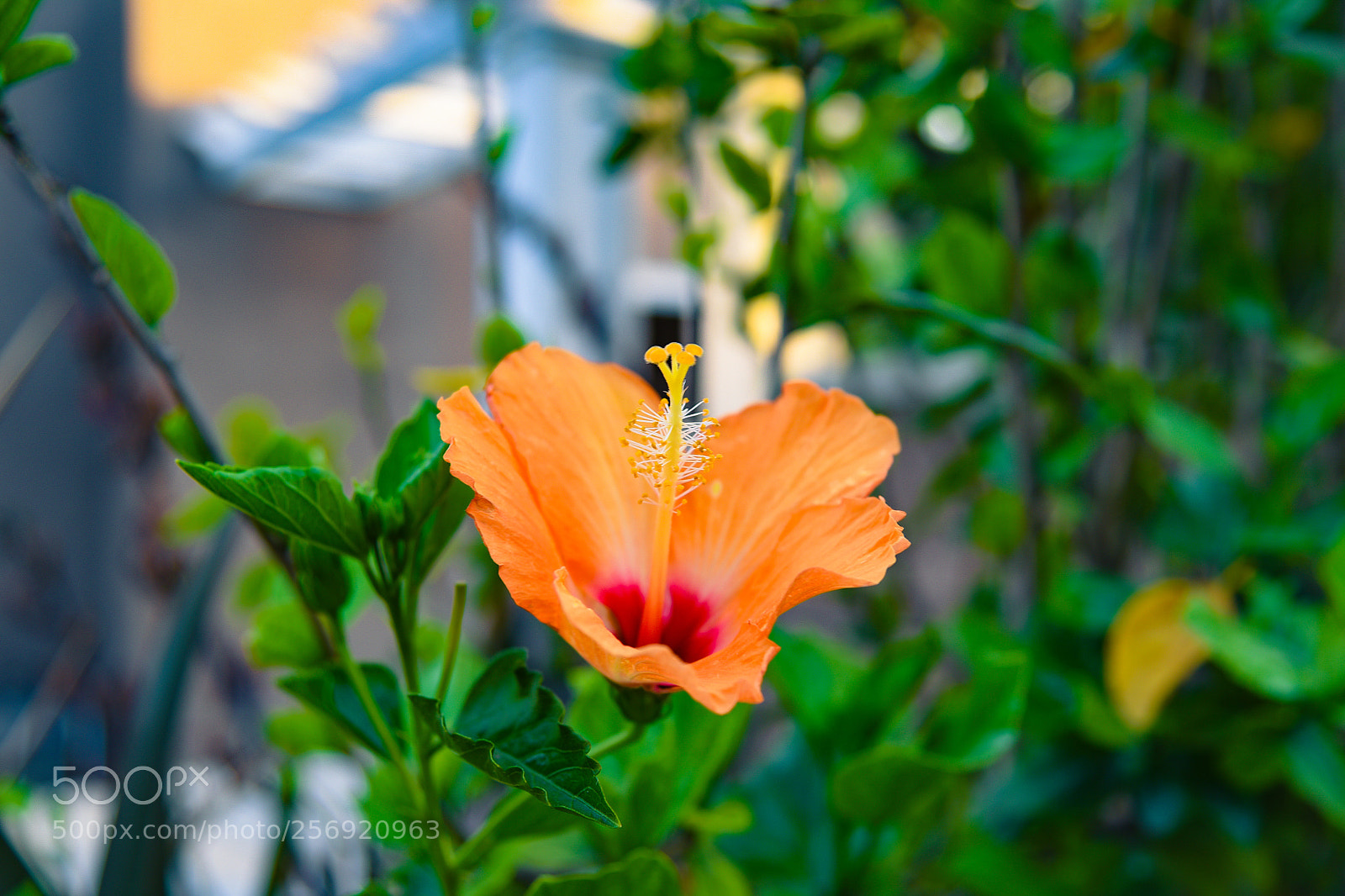 Nikon D750 sample photo. Innocence photography