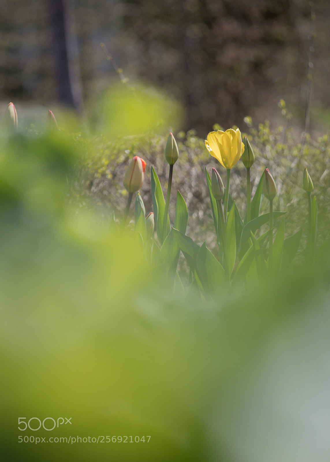 Canon EOS 5D Mark IV sample photo. 0506 photography