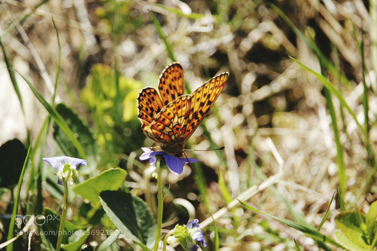 Canon EOS 500D (EOS Rebel T1i / EOS Kiss X3) sample photo. Butterfly photography