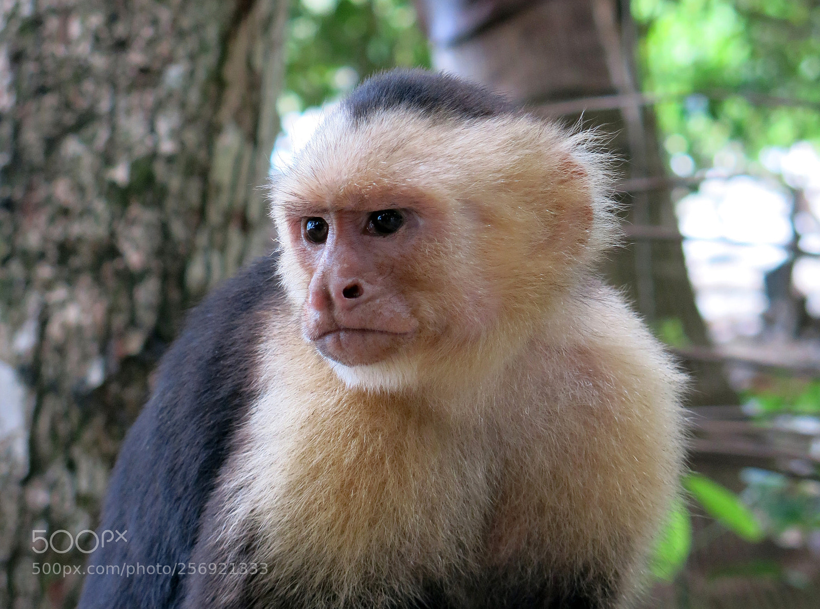 Canon PowerShot G15 sample photo. Img 0292-0.jpg a capuchin photography