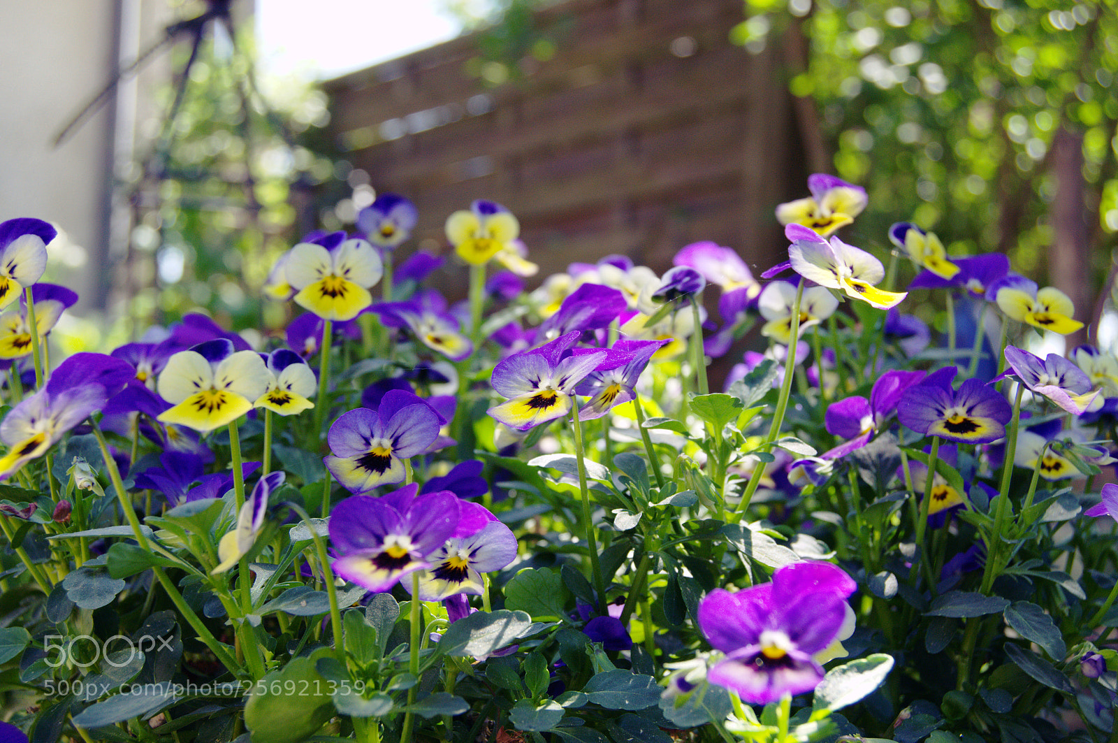 Nikon D3100 sample photo. Hornveilchenwald photography
