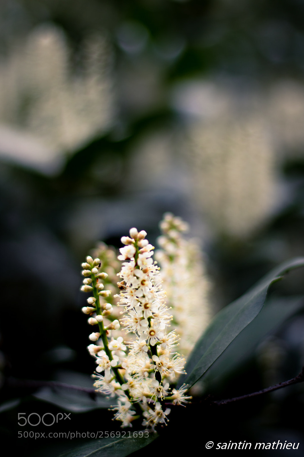 Canon EOS 7D Mark II sample photo. Arbre en fleur photography