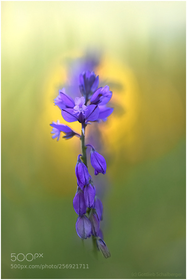 Nikon D7200 sample photo. Polygala vulgaris photography
