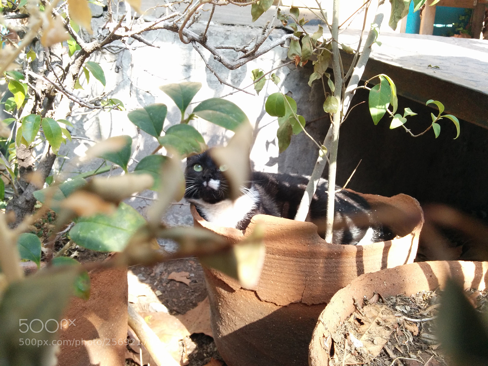 LG Nexus 5 sample photo. The cat in the photography