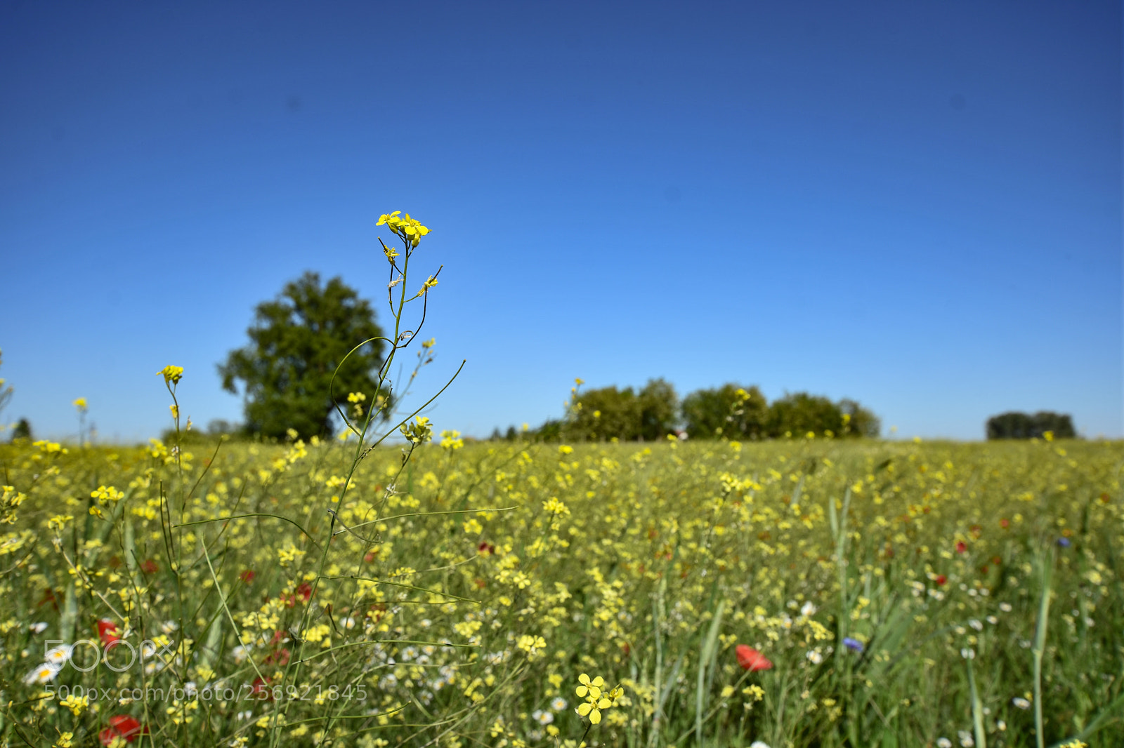 Nikon D7200 sample photo. Untitled photography