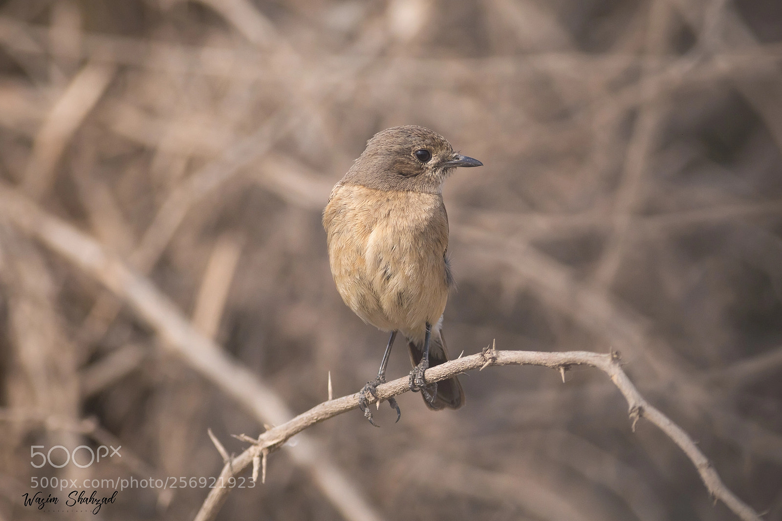 Canon EOS 6D sample photo. Bushchat female photography
