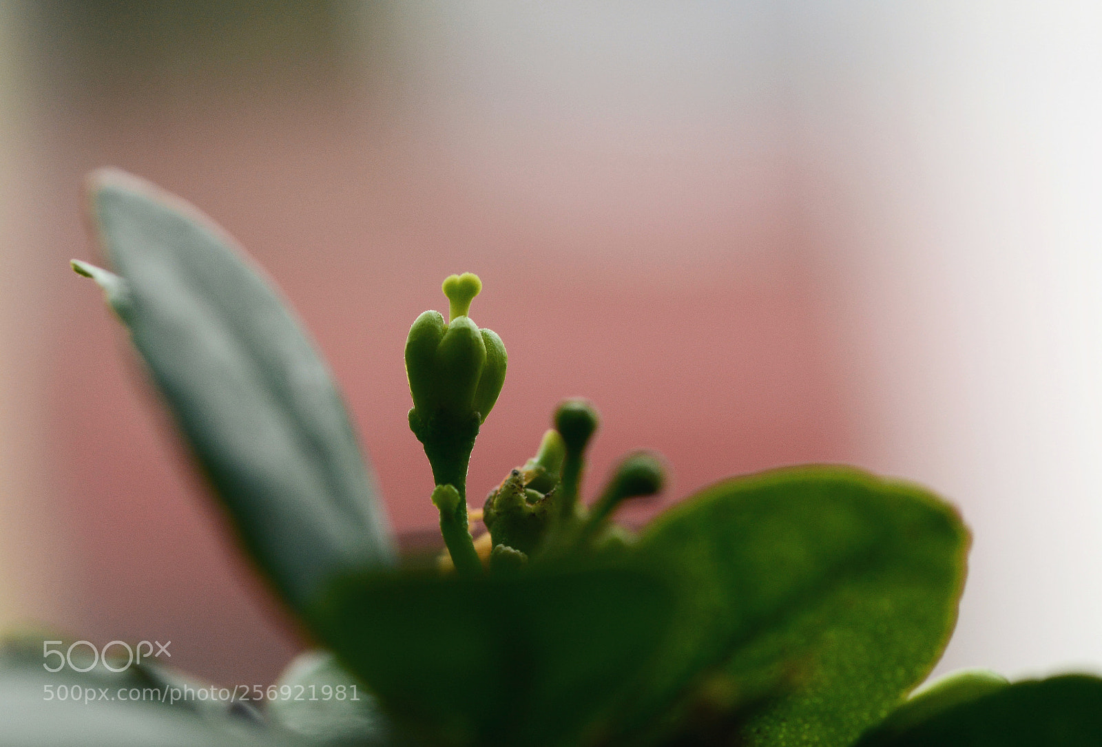 Nikon D7100 sample photo. Untitled photography