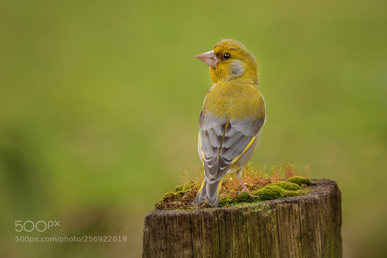 Nikon D500 sample photo. Green finch (chloris chloris) photography