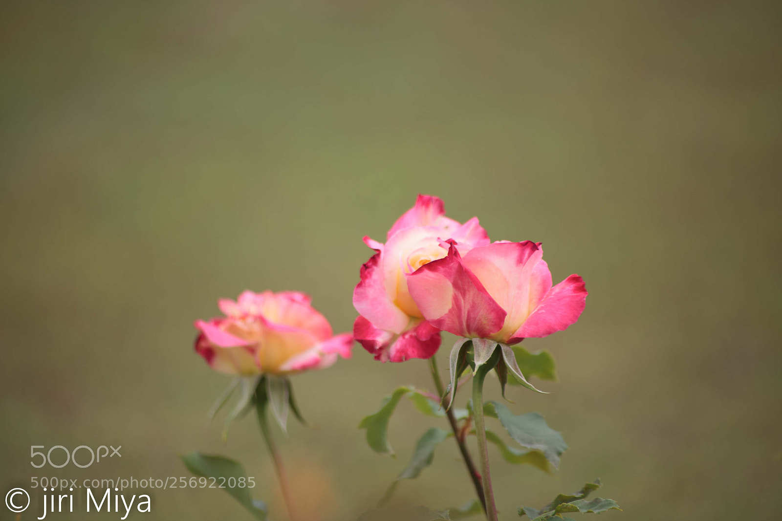 Canon EOS 5D Mark II sample photo. Make it alright photography