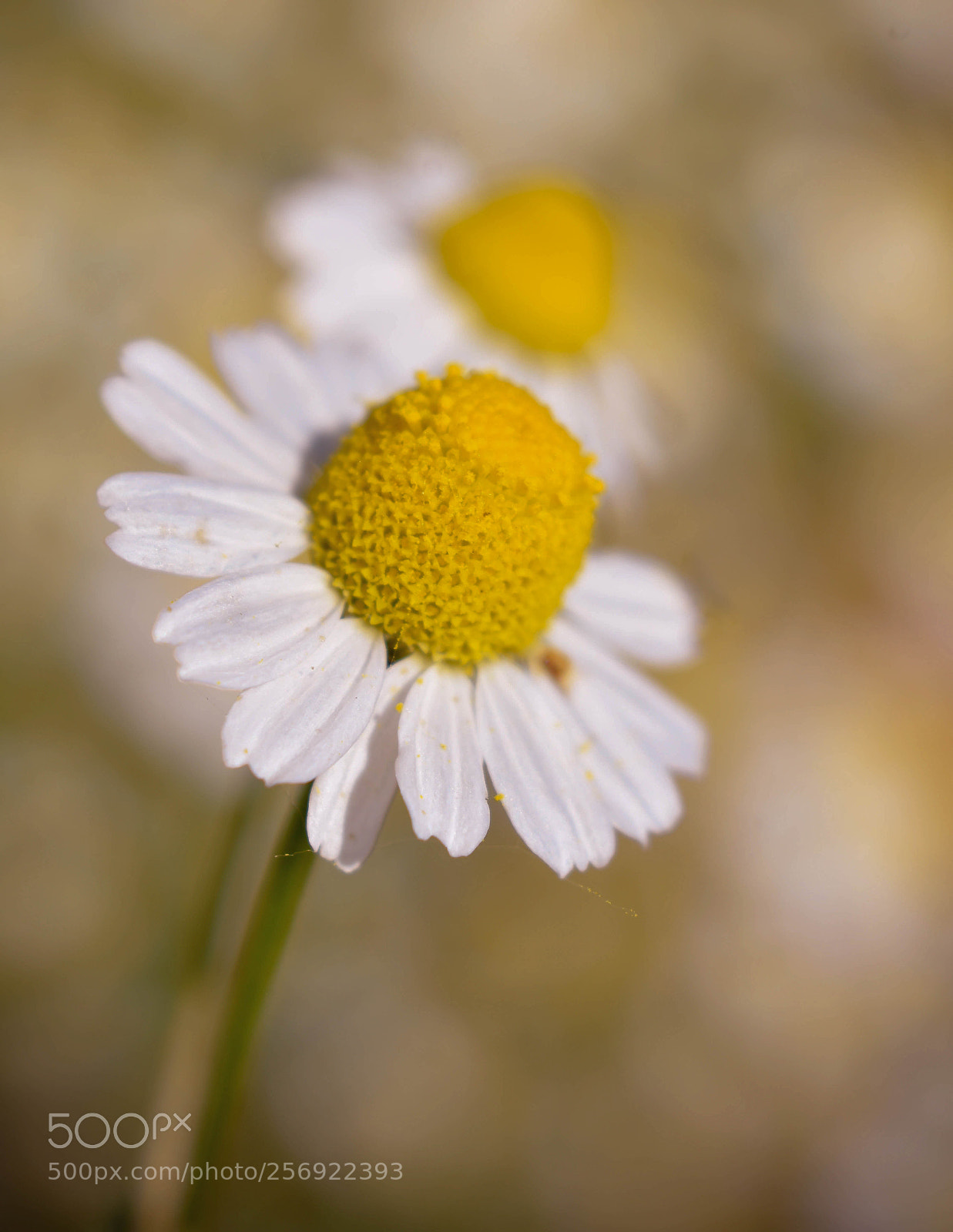 Nikon D3400 sample photo. Chamomile photography