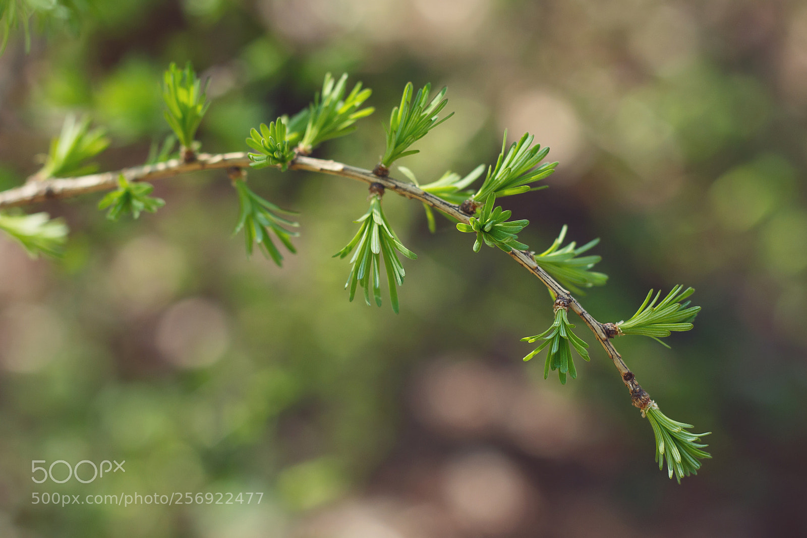 Canon EOS 700D (EOS Rebel T5i / EOS Kiss X7i) sample photo. Spring larch photography