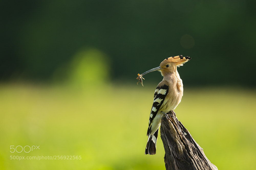 Canon EOS-1D X sample photo. Eurasian hoopoe photography