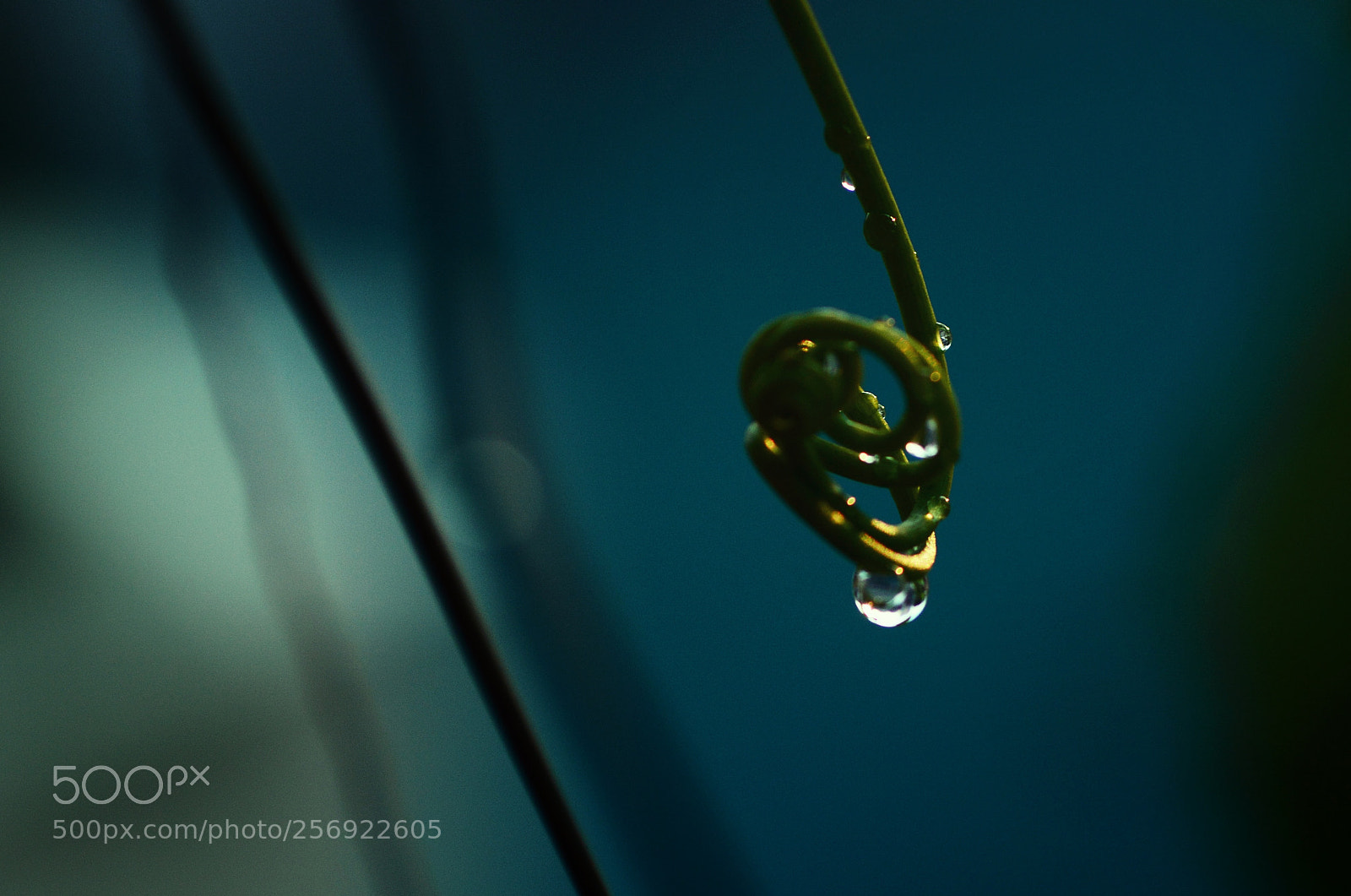 Nikon D7100 sample photo. Sdddhvtt photography