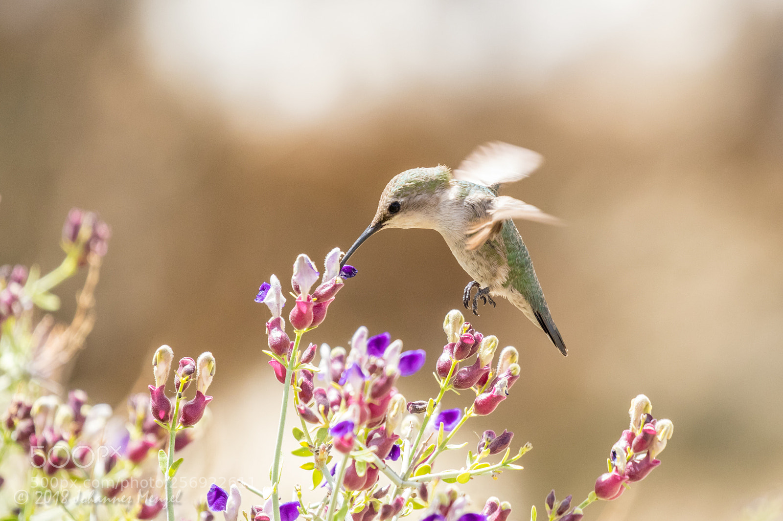 Canon EOS 7D Mark II sample photo. Desert hummingbird photography