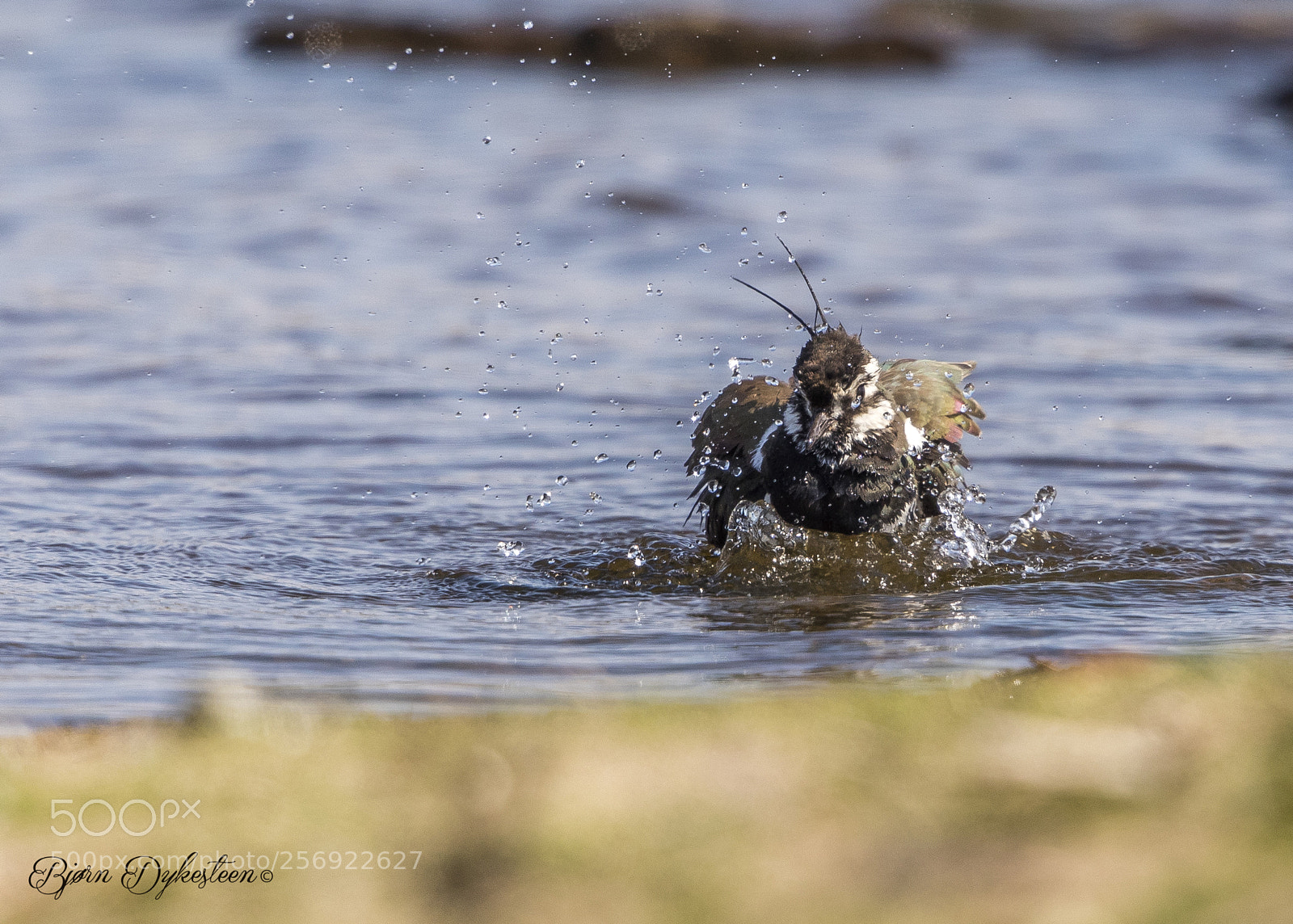 Canon EOS-1D X Mark II sample photo. A lapwing cleaning photography