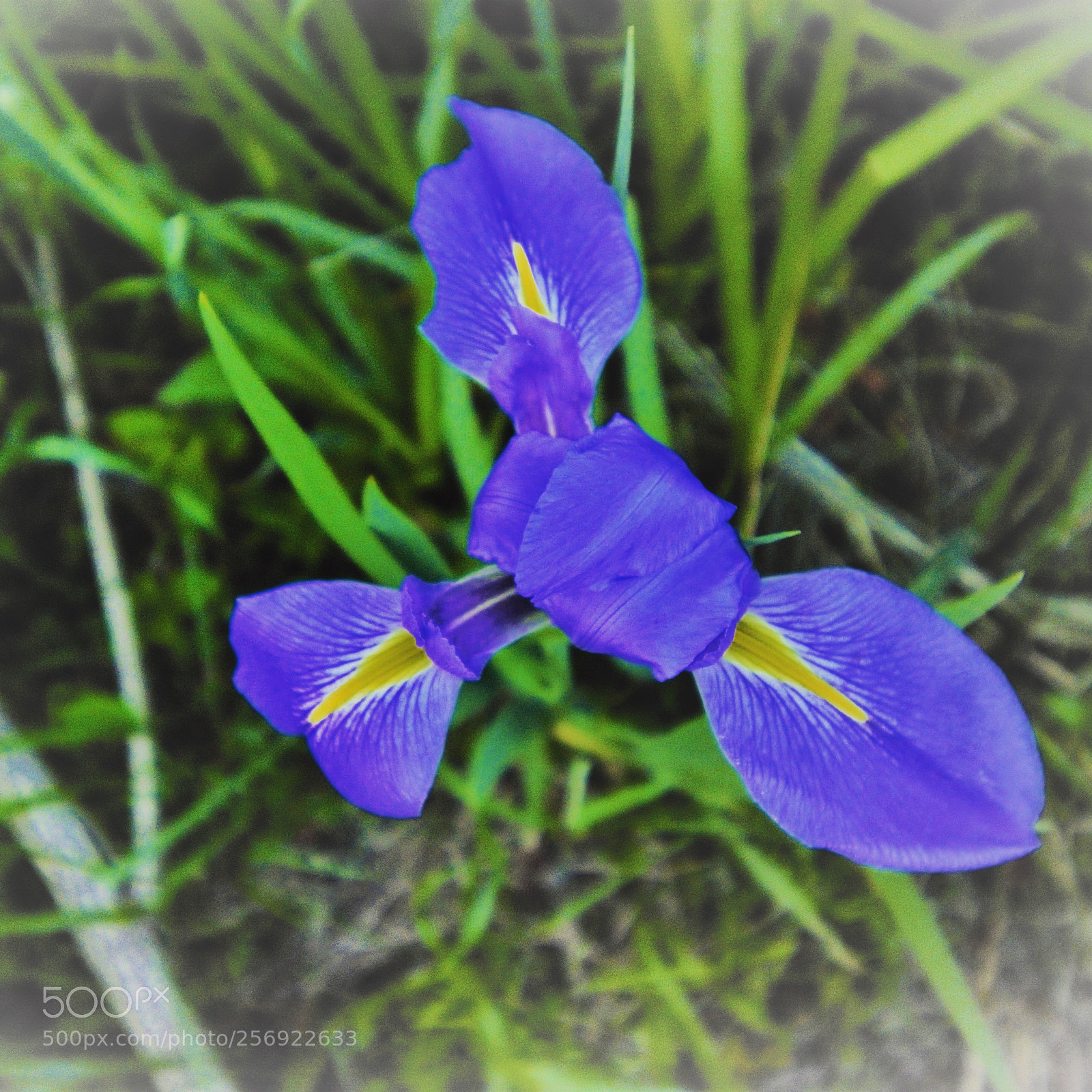 Nikon D7100 sample photo. Is it iris? photography