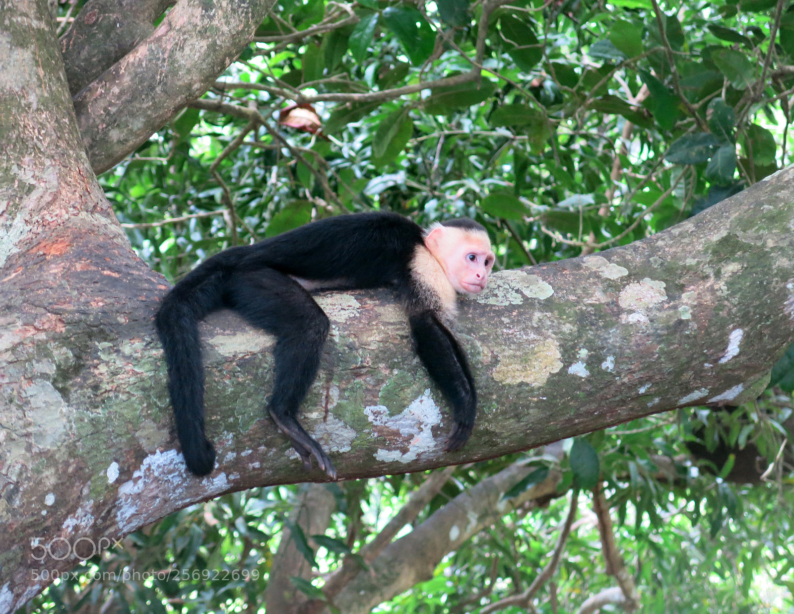 Canon PowerShot G15 sample photo. Monkey photography