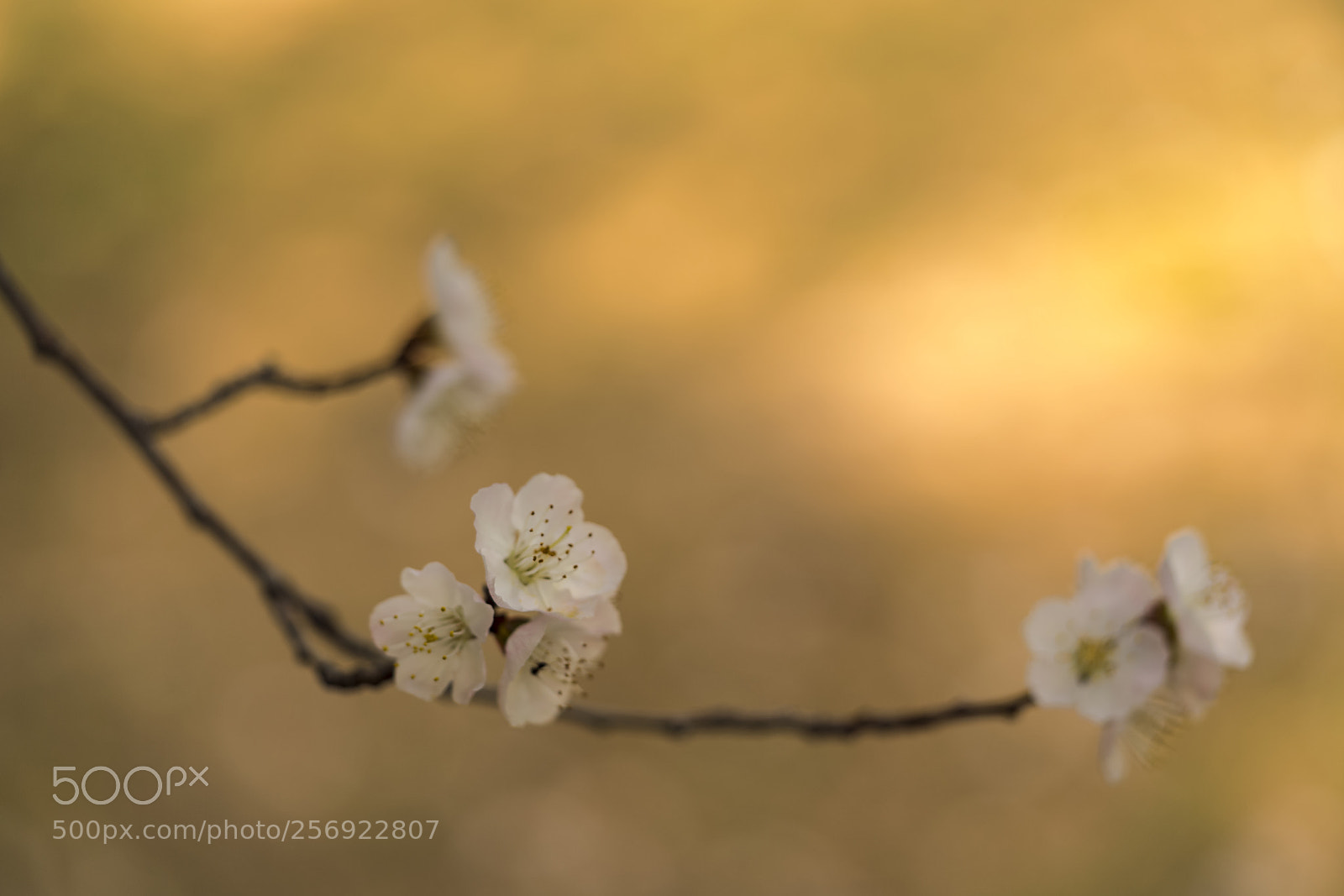 Sony a7R II sample photo. Peach blossom photography