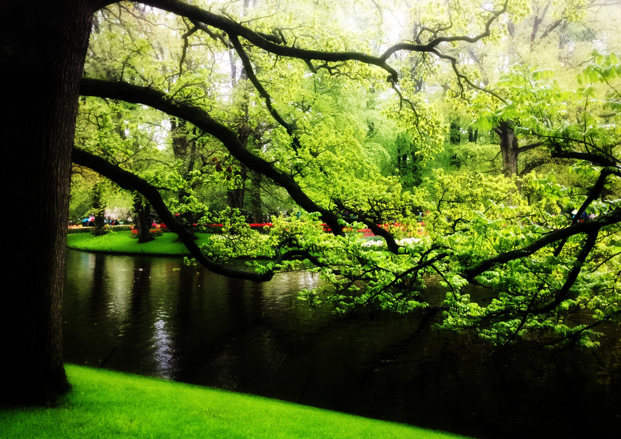 Apple iPad Air 2 sample photo. The tulips garden, keukenhof, netherlands photography