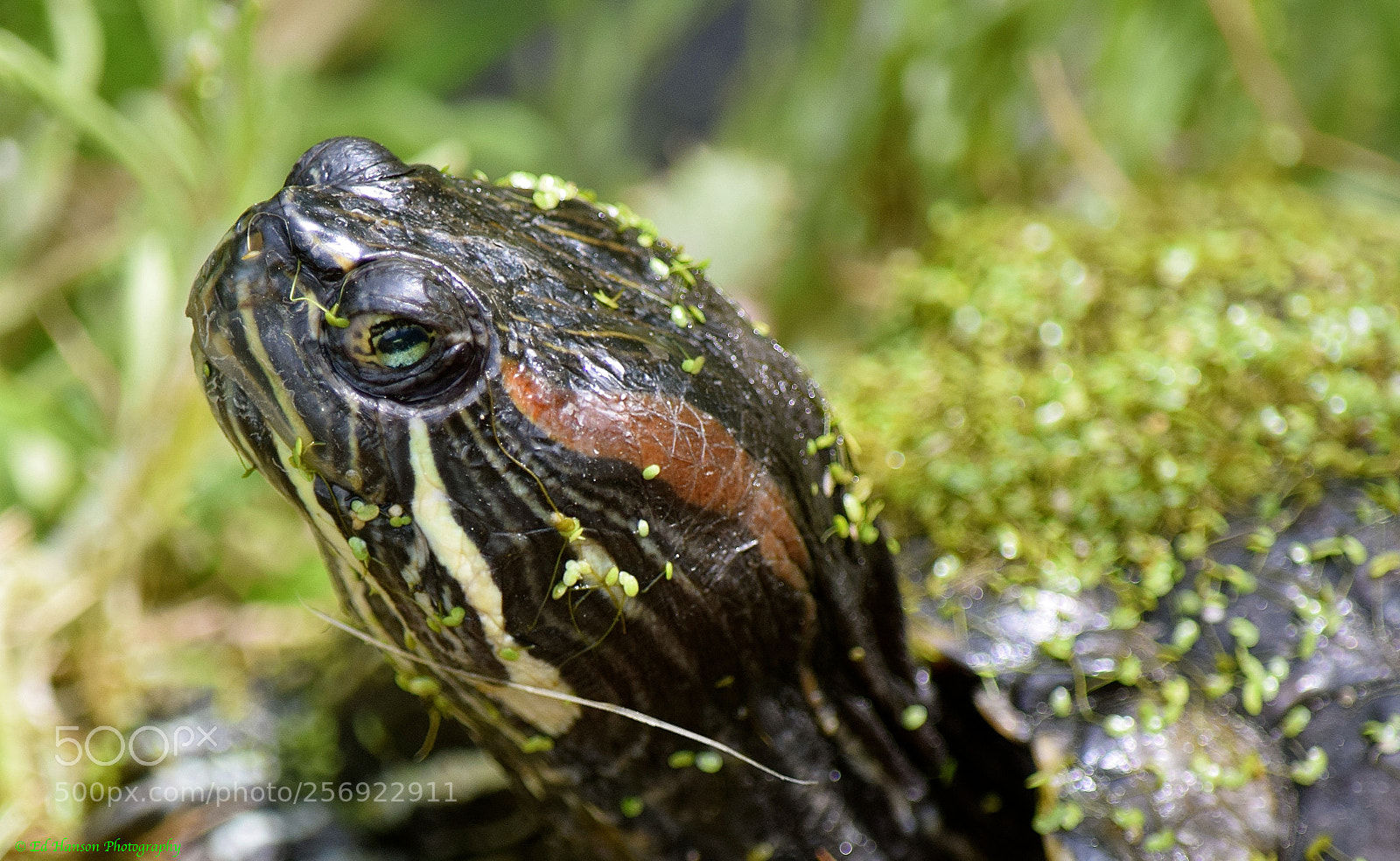 Nikon D3300 sample photo. Turtle photography
