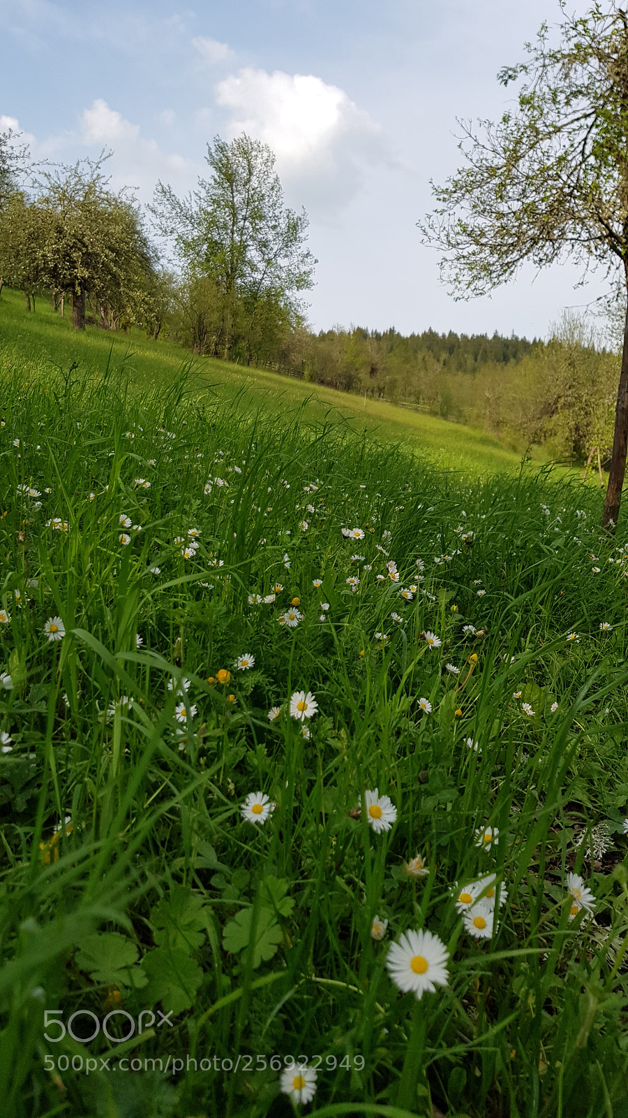 Samsung Galaxy S8+ sample photo. Land photography