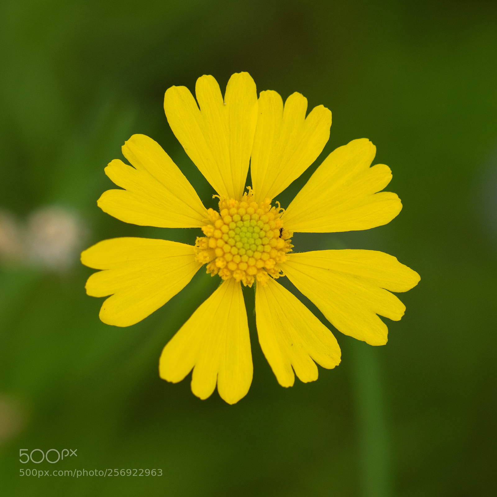 Canon EOS 7D Mark II sample photo. Untitled photography