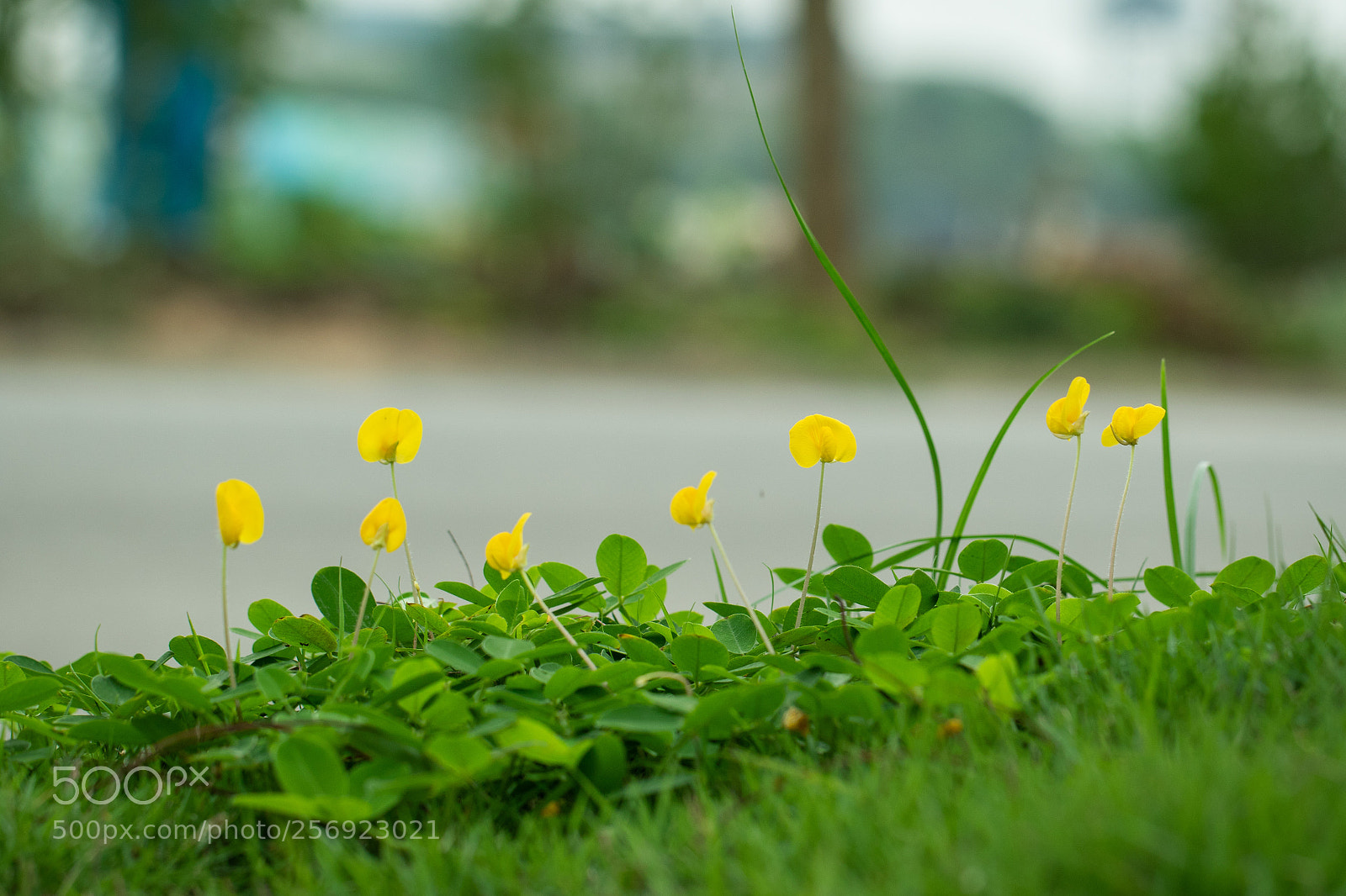 Canon EOS 7D Mark II sample photo. Untitled photography