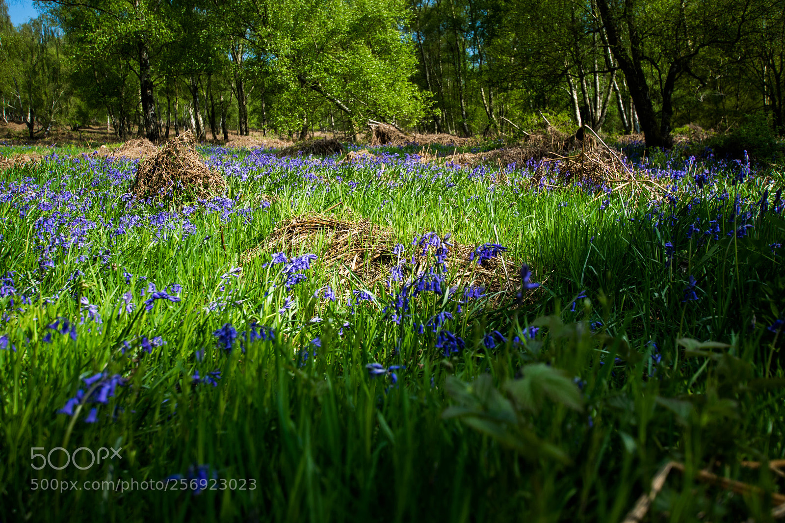 Nikon D3300 sample photo. Bluebell  field photography