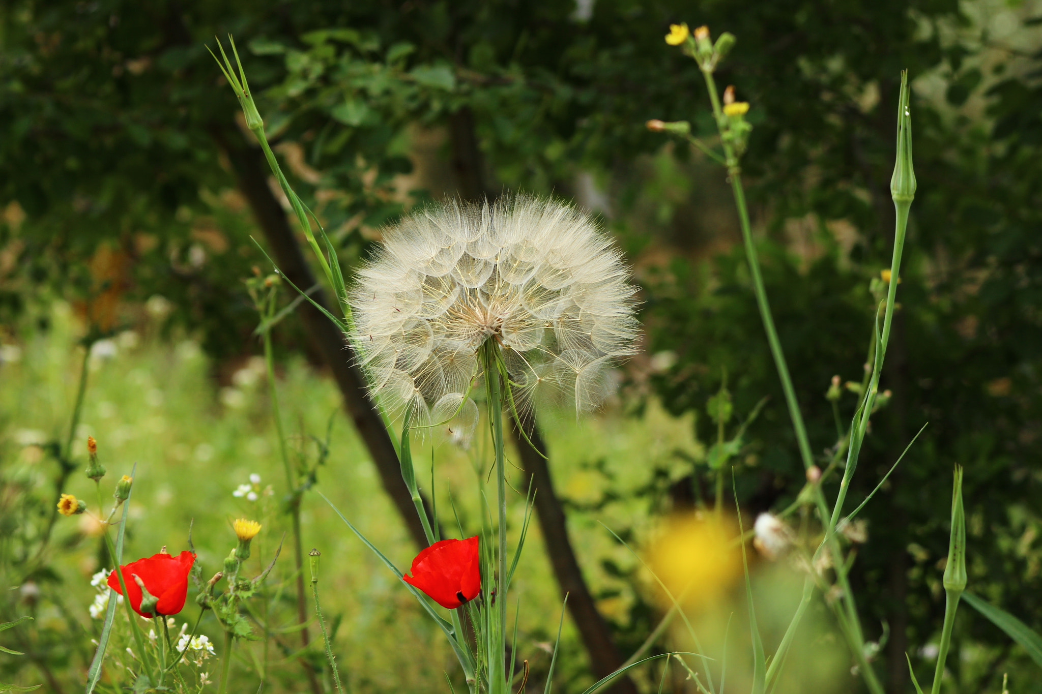 Canon EF 75-300mm f/4-5.6 sample photo. Some details 💚 photography