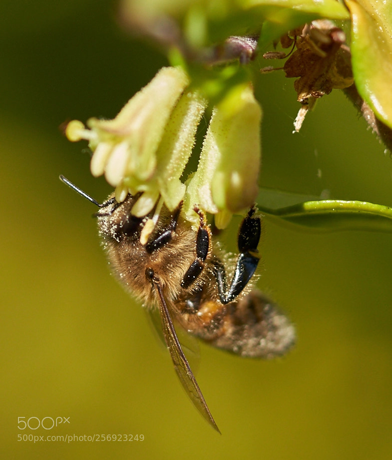 Sony a7R III sample photo. Pollen photography