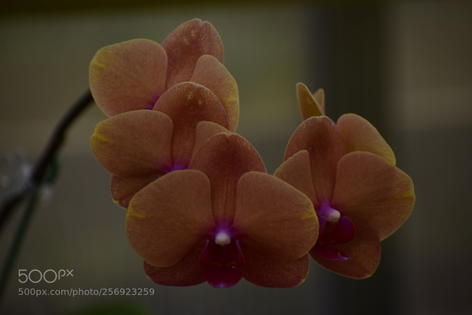 Nikon D3300 sample photo. The orange orchid set photography