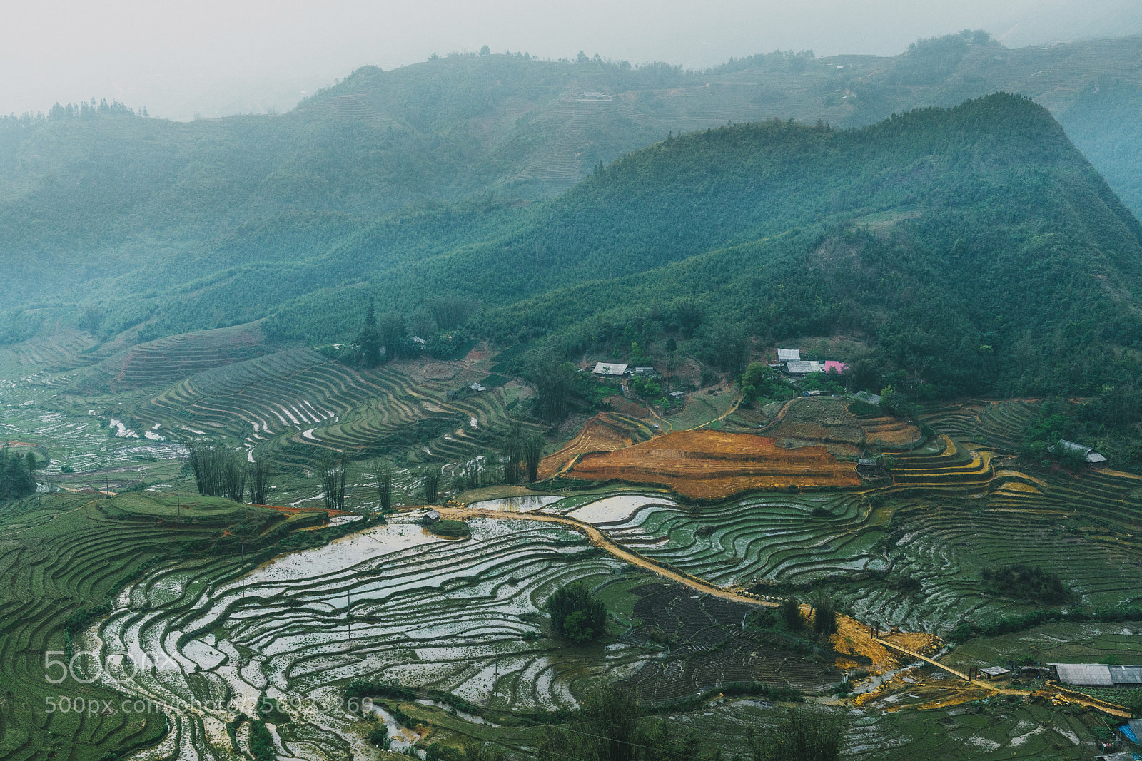 Sony a7R II sample photo. Growing rice in vietnam photography