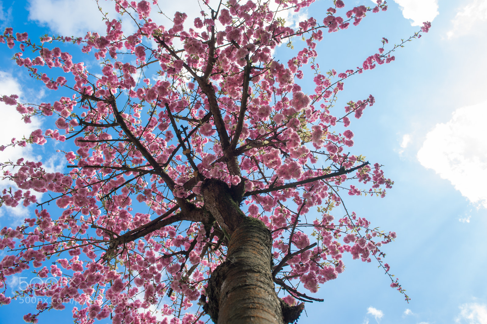 Nikon D4 sample photo. Cherry blossom 1 photography