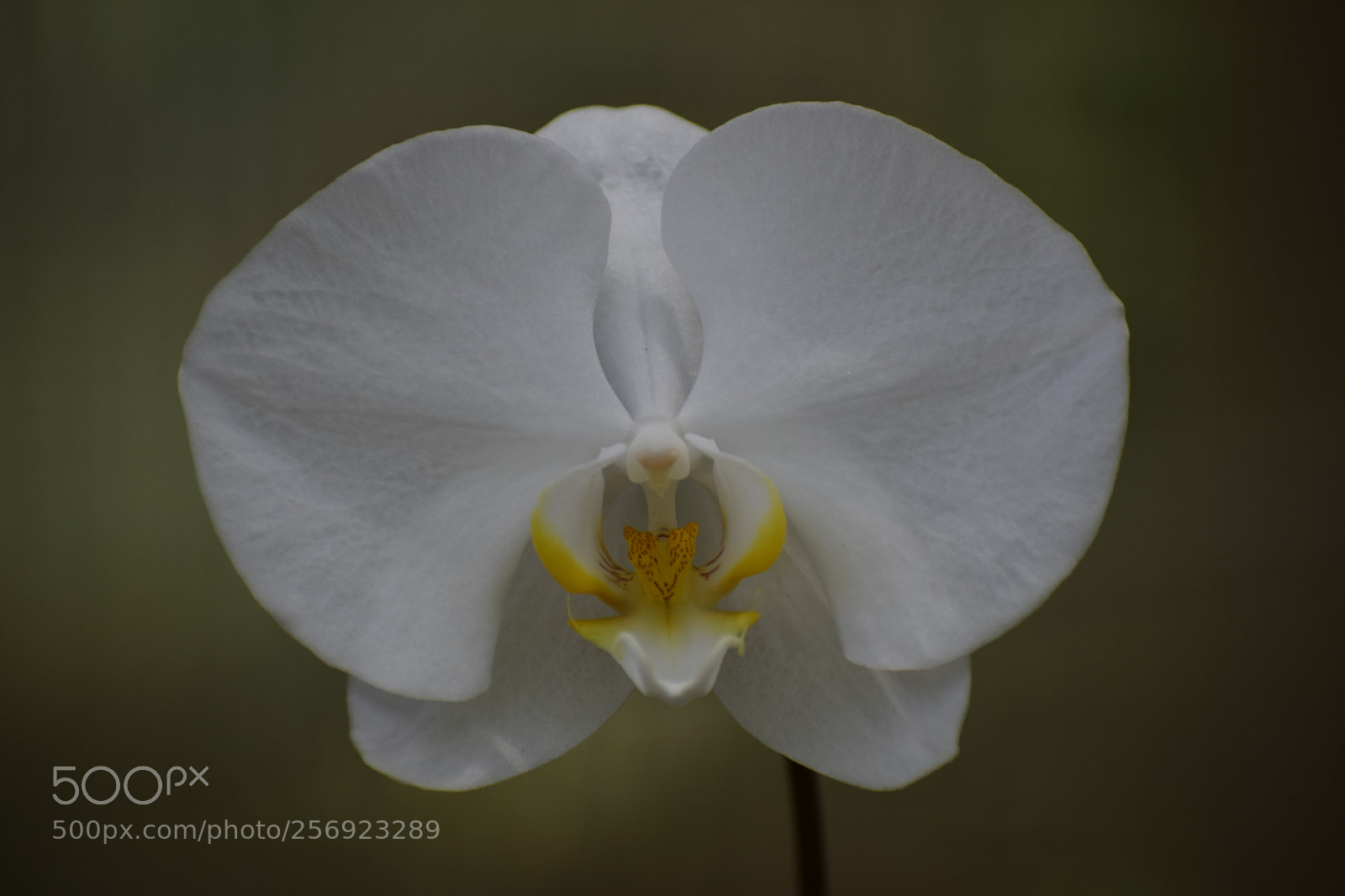 Nikon D3300 sample photo. White orchid photography