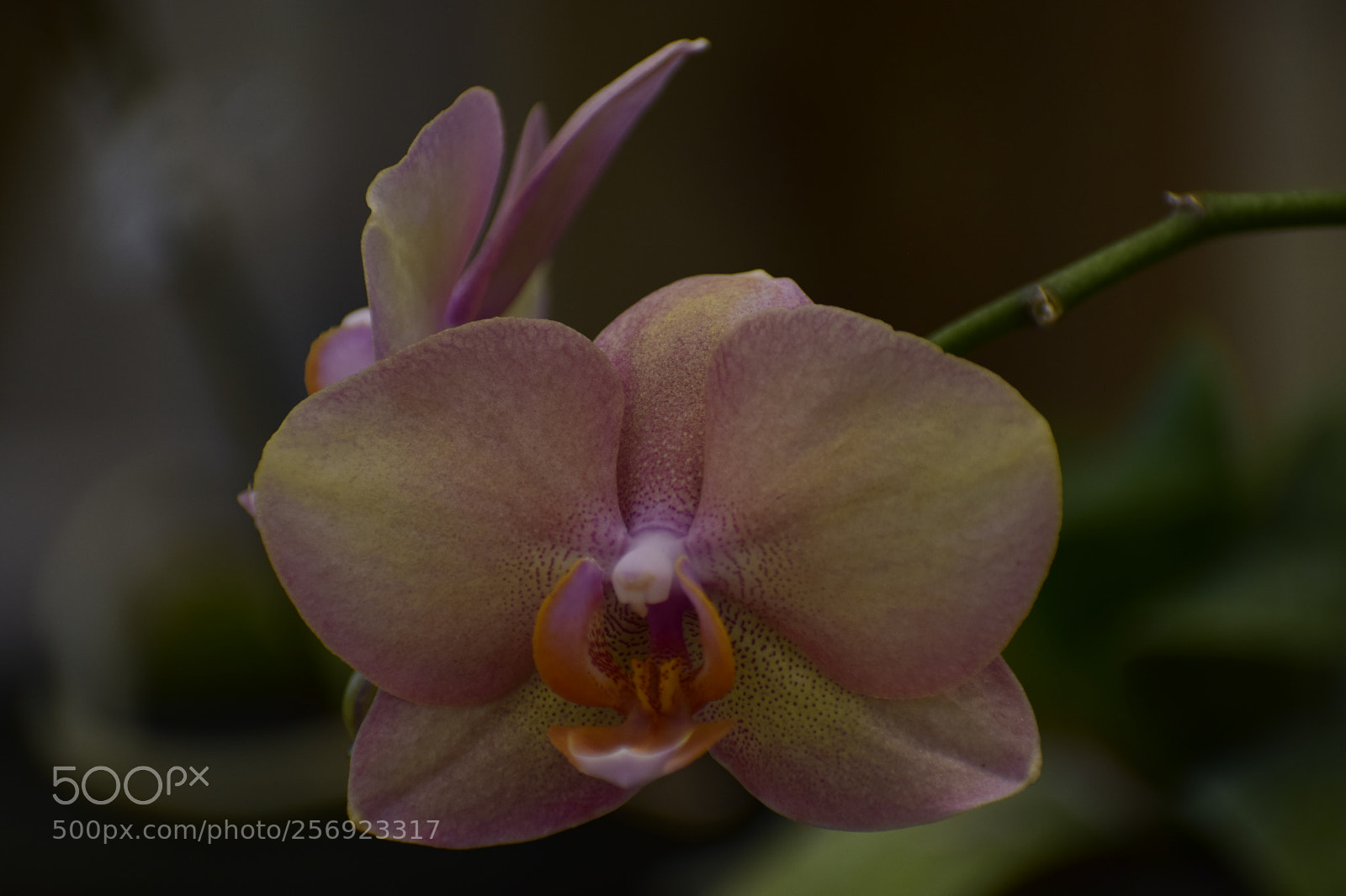 Nikon D3300 sample photo. Pink orchid photography
