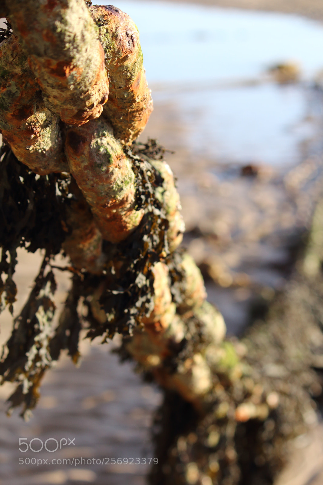 Canon EOS 600D (Rebel EOS T3i / EOS Kiss X5) sample photo. Rusty chain photography