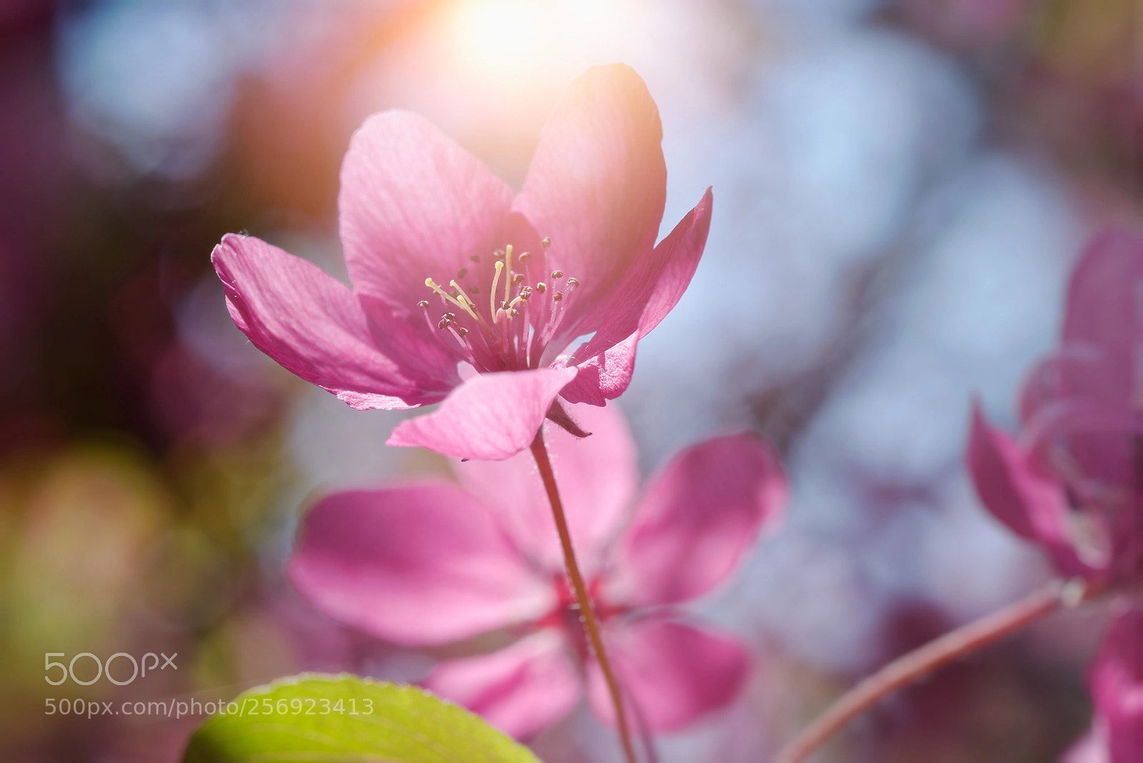 Pentax K-1 sample photo. Spring time... photography